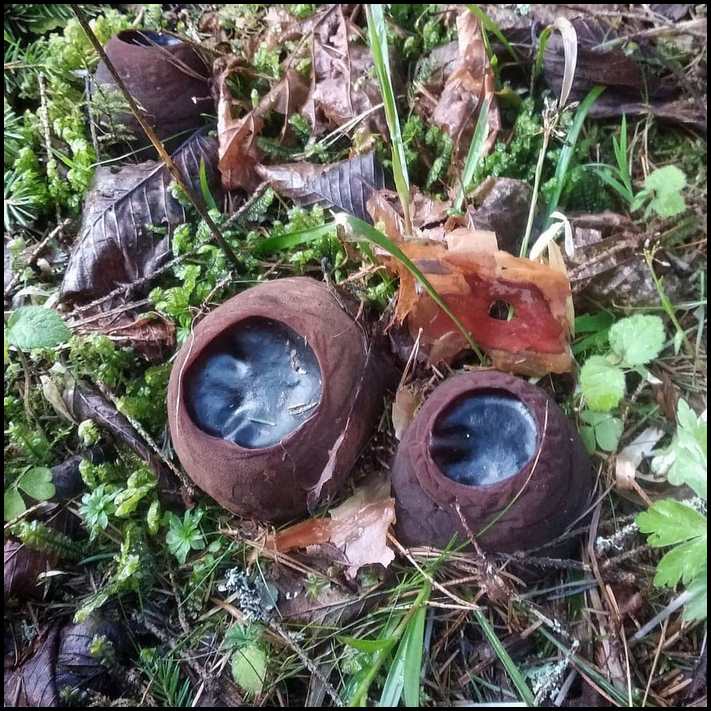 17 անսովոր բույս, որոնց տեսքը ձեզ կստիպի կկոցել աչքերն ու ասել. &laquo;Ա՜յ քեզ բան&raquo;