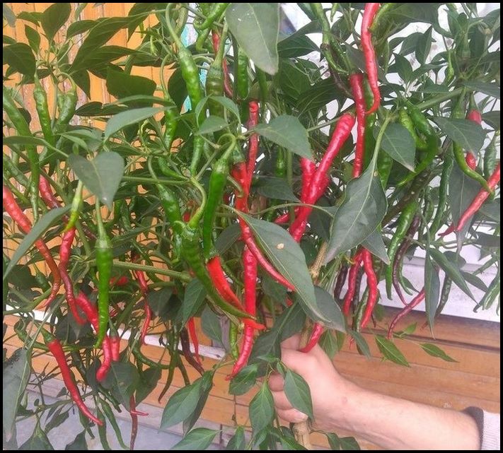 Ի՞նչ է ամառանոցային հանգիստը։ 20 ասպեկտներ, որոնք կապված են նման ժամանցի հետ