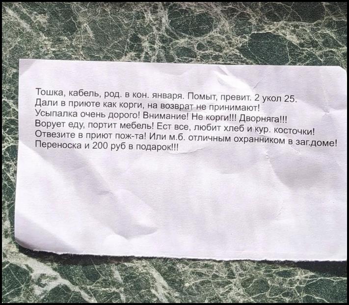 Հիասթափված տերերը լքեցին փոքրիկ շան ձագին գազալցակայանում