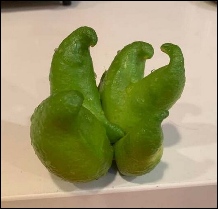 Օբյեկտների և երևույթների 35 լուսանկար, որոնք այնքան են զարմացրել մարդկանց, որ նրանք տարածել են այն