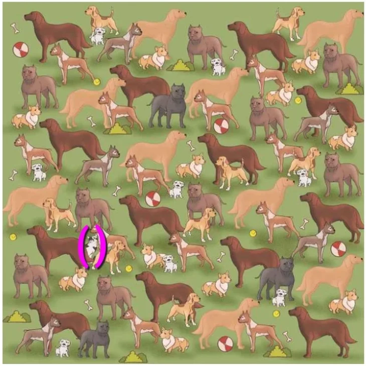 Ստուգեք ձեր IQ-ն․ կհաջողվի՞ ձեզ գտնել խորամանկ կատվին 10 վայրկյանում։