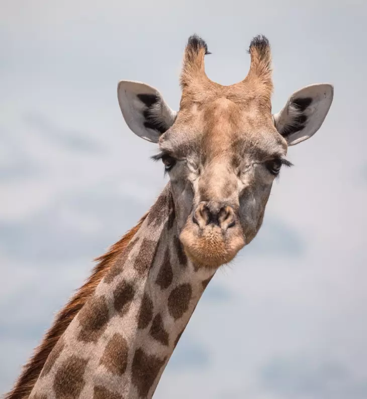 🦒 Որտե՞ղ է թաքնված ընձուղտը։ 👀 Գտի՛ր նրան և դարձիր հերոս