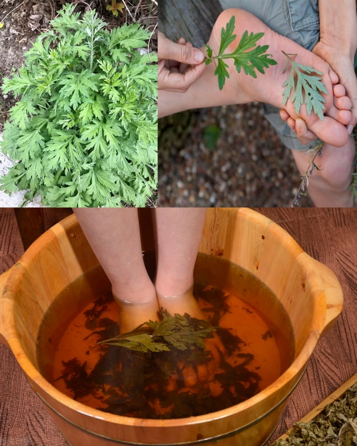 🌱 Սա բնության իսկական հրաշք է, որ աճում է ամեն տեղ, բայց մարդկանց մեծ մասը այն անտեսում է։