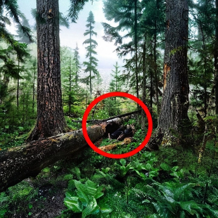 😱 🌲 Տղամարդը անտառում գտավ մի բան, որի մասին վախենում էր նույնիսկ կնոջը պատմել։ Այդ հայտնագործությունն ամբողջությամբ փոխեց նրա կյանքը
