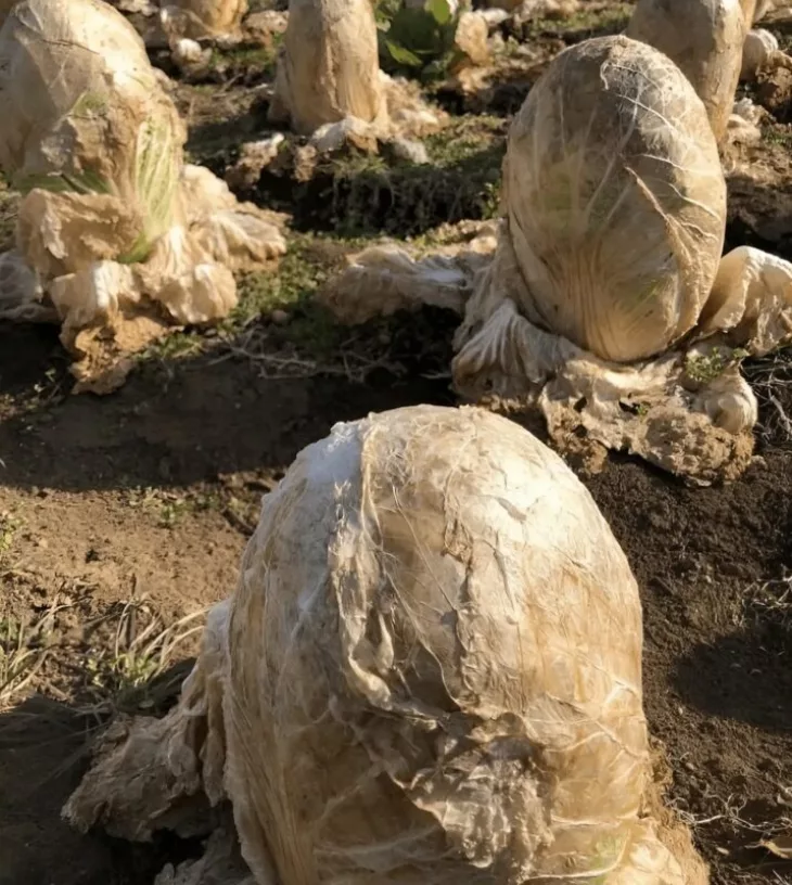 Ֆերմերը իր այգում ինչ–որ տարօրինակ բան է հայտնաբերել ու դրել է նկարները համացանցում․ մարդիկ չեն կարողանում գլխի ընկնել՝ ինչ է դա