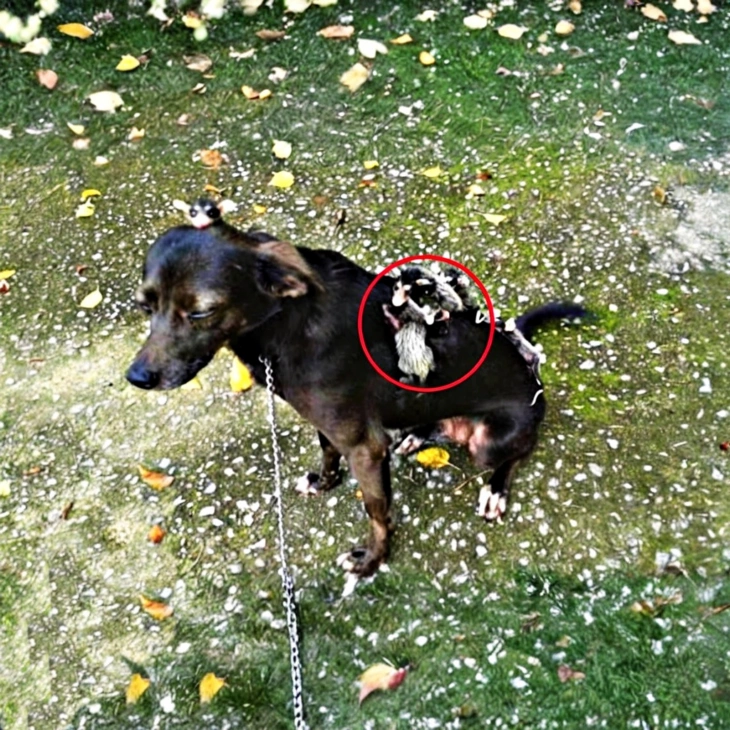 🐶 🐾 Տեսե՛ք՝ այս շունը իր մեջքի վրա ինչ է բերել տուն։ Տերերը մինչ օրս ցնցված են…