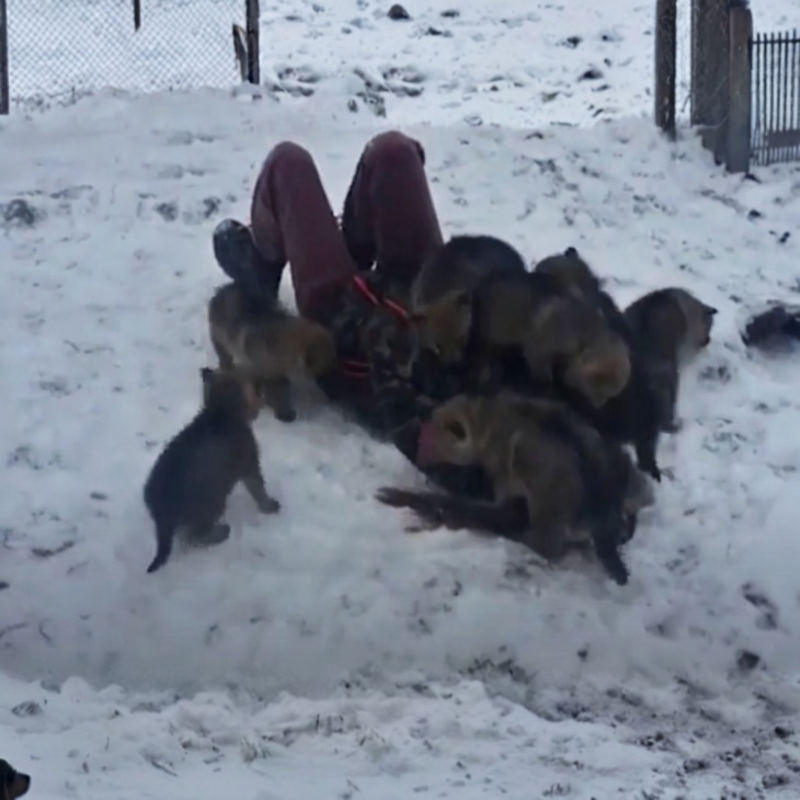 🐺 Գայլերը հարձակվեցին աղջկա վրա։ Մարդիկ սարսափած նայում էին այդ ամենին…