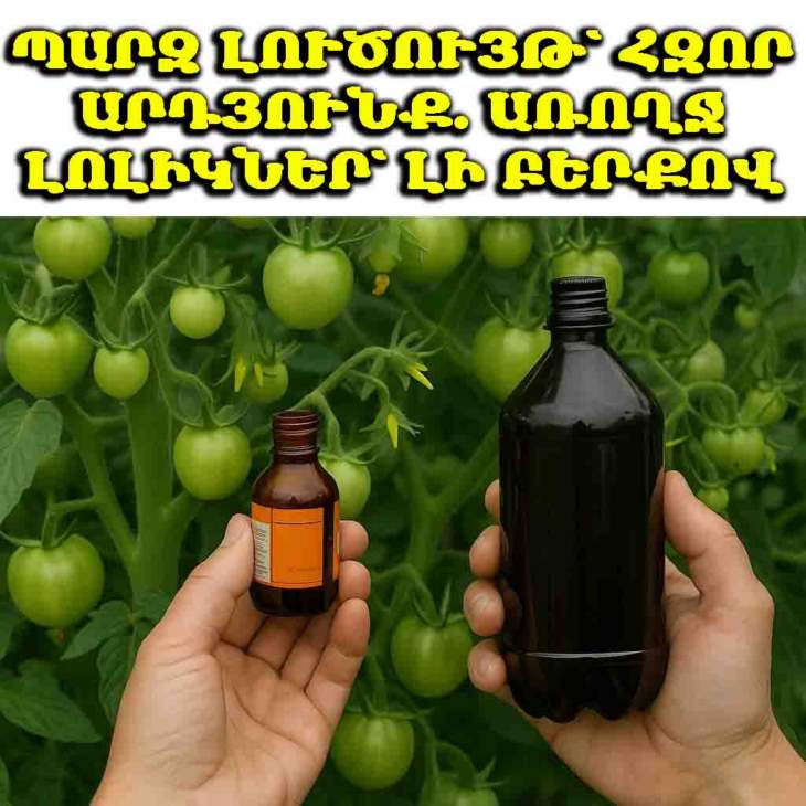 🍅 Այս լուծույթի շնորհիվ լոլիկները կտան առատ բերք, և բույսերը չեն վարակվի ֆիտոֆթորայով