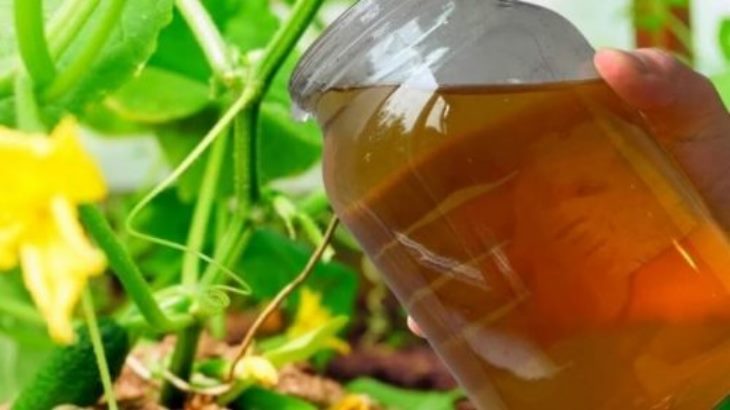 🥒 1 լիտր կաթ ավելացրեք մեկ դույլ ջրի մեջ, և վարունգի տերևները կդադարեն դեղնելուց