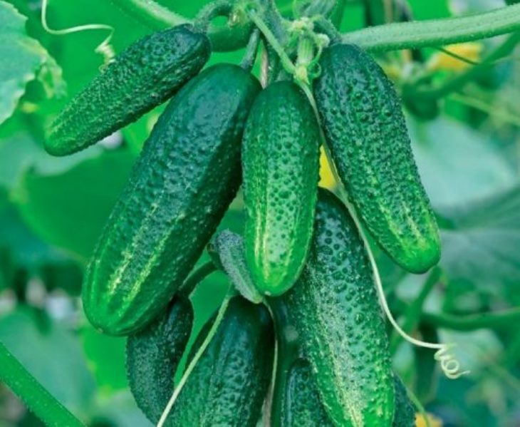 🥒 1 լիտր կաթ ավելացրեք մեկ դույլ ջրի մեջ, և վարունգի տերևները կդադարեն դեղնելուց