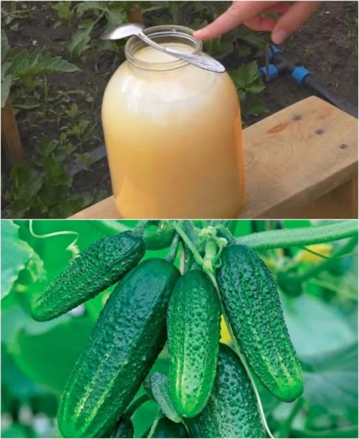 🥒 1 լիտր կաթ ավելացրեք մեկ դույլ ջրի մեջ, և վարունգի տերևները կդադարեն դեղնելուց