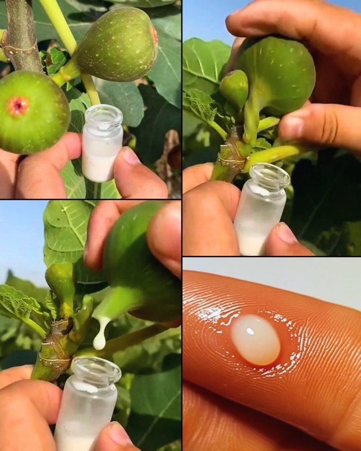 🌿 Թզենու հյութի թաքնված ուժը 🌿💧. այն բառացիորեն ոսկու արժեք ունի 💰, բայց մարդկանց մեծ մասը այդ մասին նույնիսկ չի կռահում...
