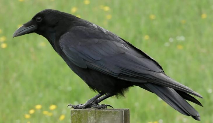 🐦 😲 Ես փրկեցի ագռավին, երբ նրան գտա վնասված թևով, և մեկ շաբաթ անց տեղի ունեցավ մի բան, որը ոչ ոք չէր սպասում