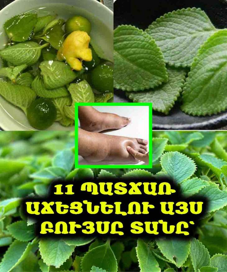🌿 Ահա 11 պատճառ, թե ինչու յուրաքանչյուր ընտանիք պետք է աճեցնի այս բույսը. այն օգտակար է բոլորի համար։