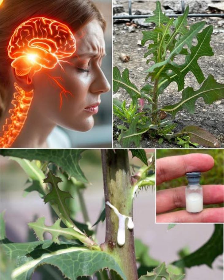 🌿 Մարդիկ հաճախ չգիտեն, որ այս ամենուր աճող բույսն ունի հյութ, որը գրեթե արծաթի արժեք ունի