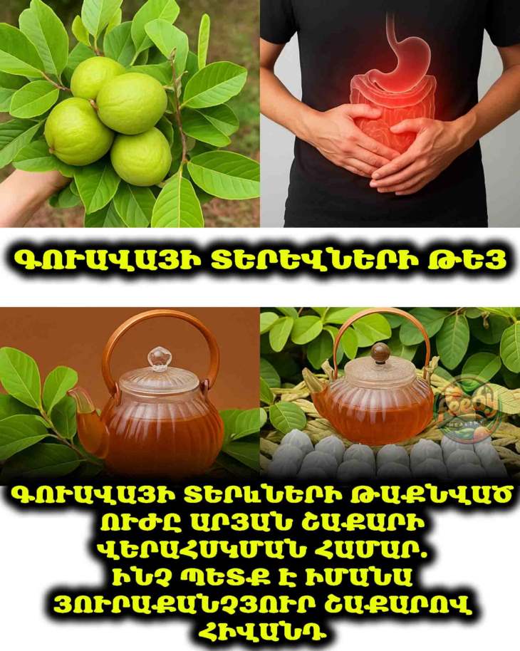 🍃 Գուավայի տերևների թաքնված ուժը արյան շաքարի վերահսկման համար․ ինչ պետք է իմանա յուրաքանչյուր շաքարային դիաբետով հիվանդ