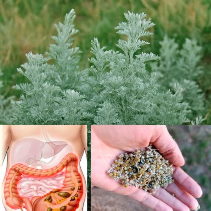 🌿 Օշինդիրը պարզապես խոտ չէ, այլ բնության հզոր բուժիչ միջոց։ Պարզեք՝ ինչպես կարող եք ճիշտ կերպով օգտագործել այս դառը բույսը՝ առողջությունն ամրապնդելու համար։