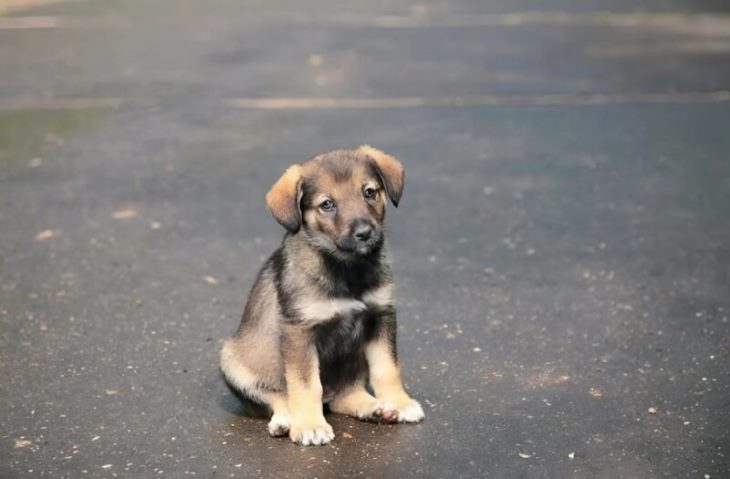 😱 🐾 😱 Գերմանական հովվաշունը հաչում էր փողոցի մեջտեղի մետաղական դիտահորի վրա. անցորդները ցնցված էին՝ տեսնելով, թե ինչ էր թաքնված ներսում