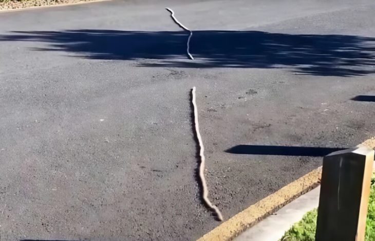 😱 🐛Տարօրինակ բան նկատեցի խոտի վրա և մտածեցի, թե պարզապես պարան է, բայց մոտիկից նայեցի և սարսափից ճչացի