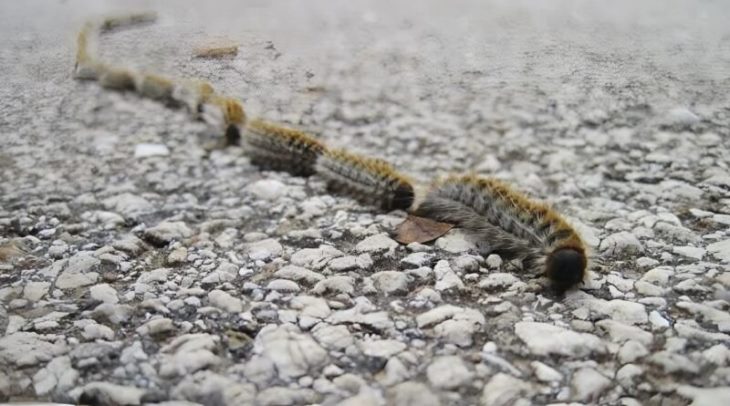 😱 🐛Տարօրինակ բան նկատեցի խոտի վրա և մտածեցի, թե պարզապես պարան է, բայց մոտիկից նայեցի և սարսափից ճչացի