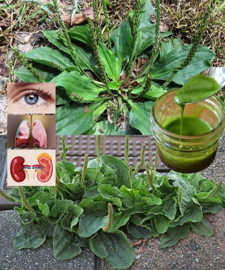 🌿 30 Անհավանական Օգտակար Հատկություններ Մեծատերև Սամիթի (Plantago Major)