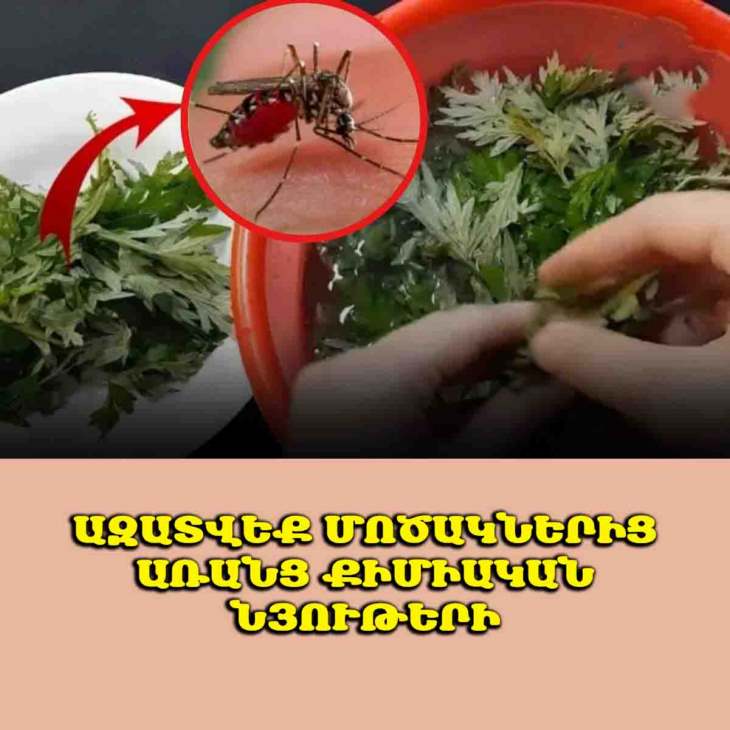 🦟 Կարիք չկա սփրեյների կամ մոծակների ցանցերի․ Պարզապես այս խոտաբույսը դրեք ձեր սենյակում, և մոծակները կփախչեն։ Խաղաղ քնեք ամբողջ գիշեր։
