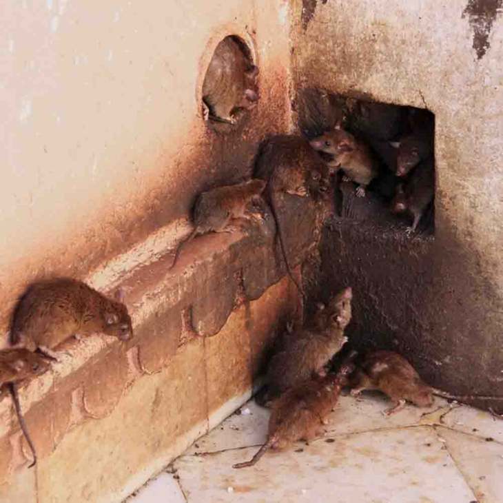 🐭 Ինչո՞ւ են մկները ներթափանցում ձեր տուն և ինչպե՞ս ազատվել նրանցից