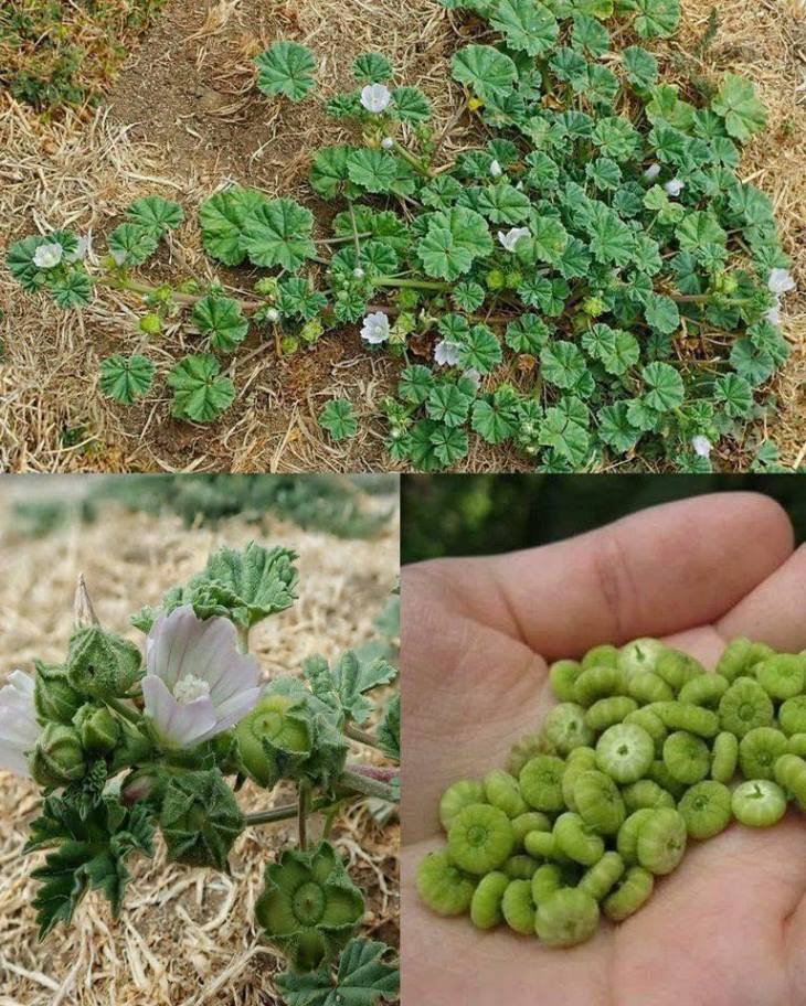 🌿 Բացահայտեք Անտառային Տուղտի Հրաշքը. 10 Օգտակար Հատկություններ Առողջության Համար