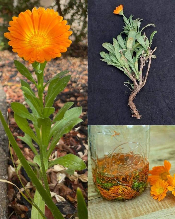 🌼 Այս համեստ ծաղիկը ավելին է, քան պարզապես գեղեցիկ տեսքը։ Բացահայտե՛ք կալենդուլայի զարմանալի բուժիչ հատկությունները։