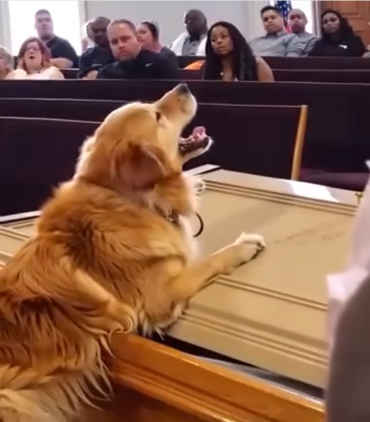🐕‍🦺 Երբեմն մեր քառոտանի ընկերները գիտեն ավելին.Շունը հուղարկավորության ժամանակ սկսում է հաչել դագաղի առջև․ որդին՝ կասկածներով մղված, բացում է այն…