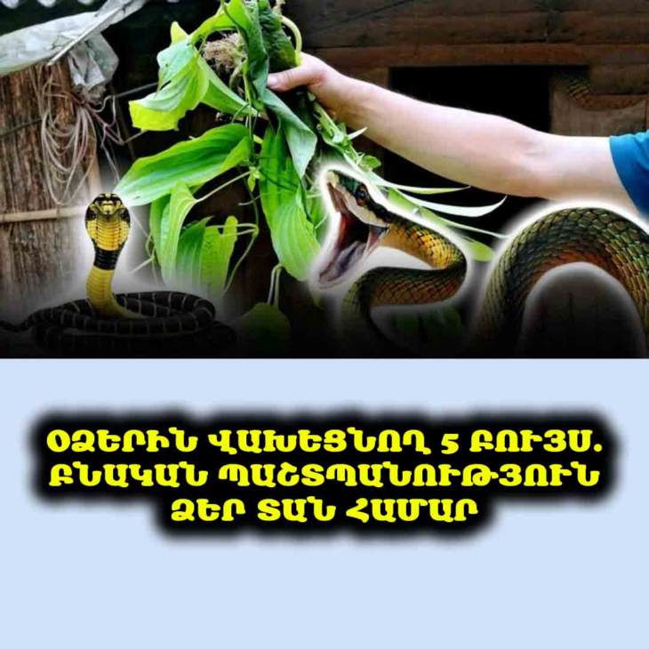 🐍 Ձեզ անհանգստացնու՞մ են օձերը։ Բացահայտե՛ք 5 բույս, որոնցից նրանք վախենում են, և պաշտպանեք ձեր տունը բնական ճանապարհով։