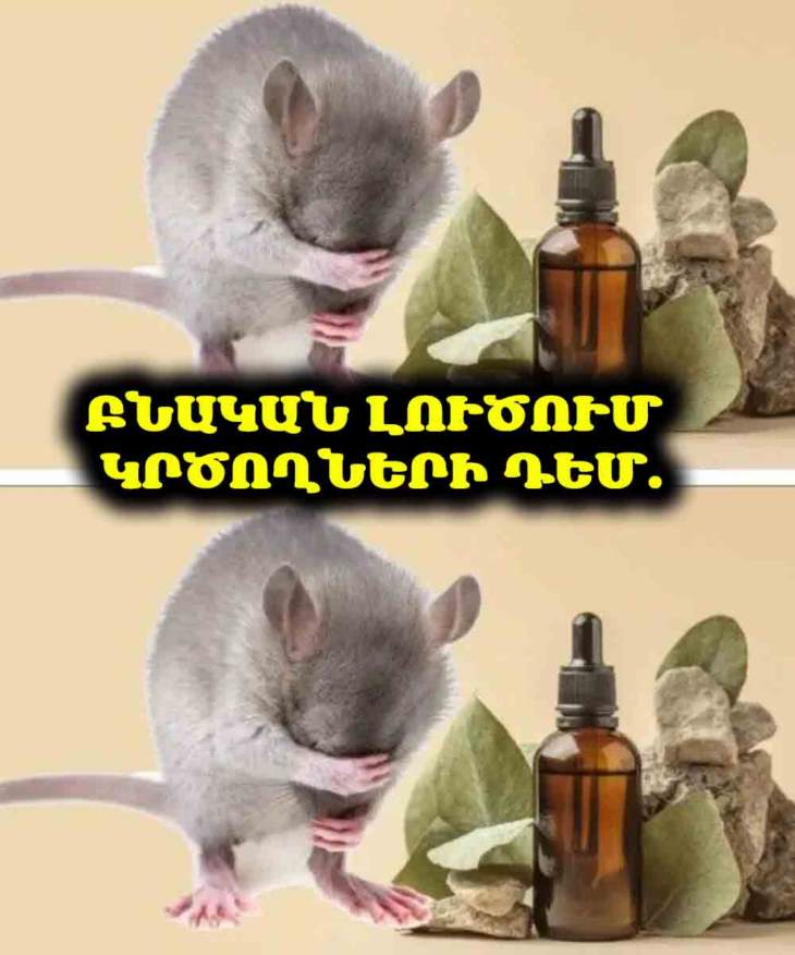 🐭 Տանը առնետնե՞ր կան։ Բացահայտեք, թե ինչպես գերչակի յուղով ազատվել նրանցից։ Բնական ու արդյունավետ լուծում։