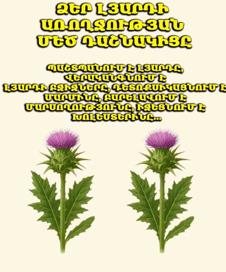 ✨ Լյարդի վերականգնումը բնական ճանապարհով. Կաթնատուփի հրաշքները