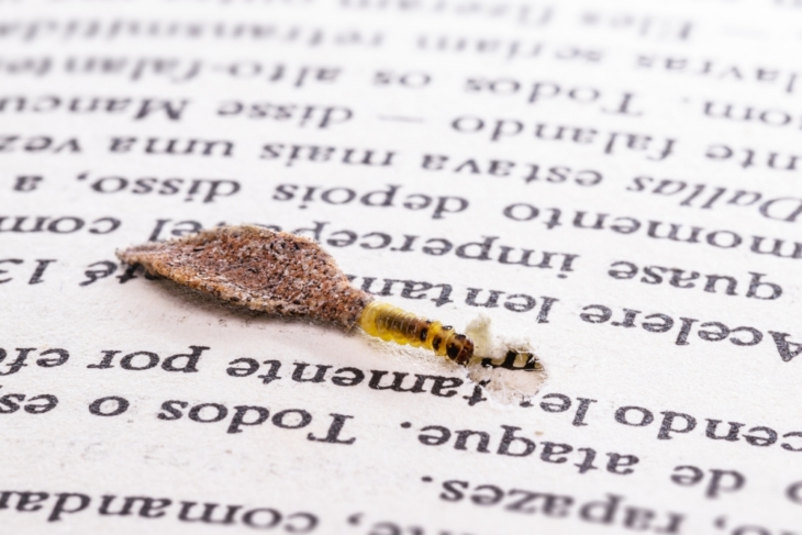 🐛 Զգույշ եղեք ամռանը! Այս «սարսափելի» ցեցը կարող է թաքնվել ձեր տանը։ Ինչպե՞ս ճանաչել և պաշտպանել ձեր իրերը
