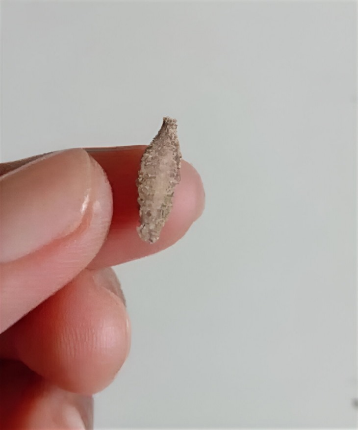 🐛 Զգույշ եղեք ամռանը! Այս «սարսափելի» ցեցը կարող է թաքնվել ձեր տանը։ Ինչպե՞ս ճանաչել և պաշտպանել ձեր իրերը