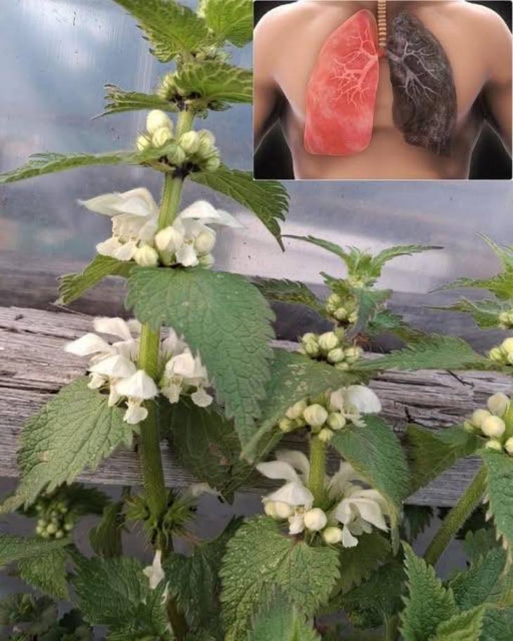 🌿🌸 Բնության հրաշքը ձեր կողքին. Սպիտակ խուլ եղինջը կօգնի ձեզ հազար ու մի հիվանդության դեպքում։ Բաղադրատոմսերը՝ ներսում։