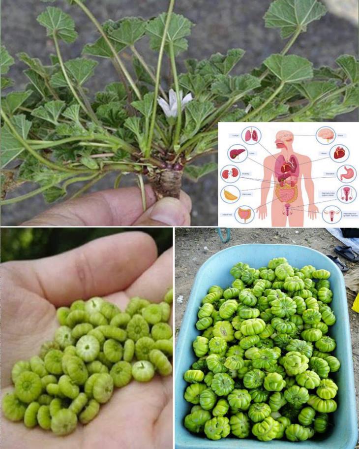 🌿 Նա աճում է ամենուր, բայց մարդկանց մեծ մասը գաղափար անգամ չունի, որ այս պտուղը իսկական գանձ է…
