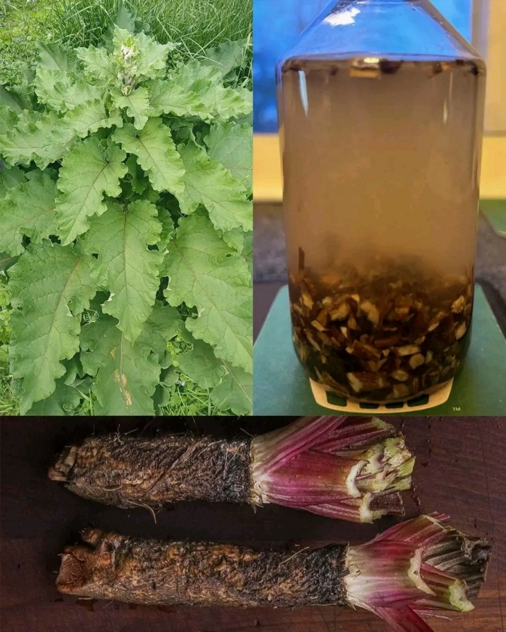🌱 Գիտեի՞ք, որ կռատուկի արմատը բույսի ամենակարևոր մասն է։ Բացահայտեք դրա 25 զարմանալի օգտակար հատկությունները՝ լյարդի մաքրումից մինչև մաշկի առողջություն։