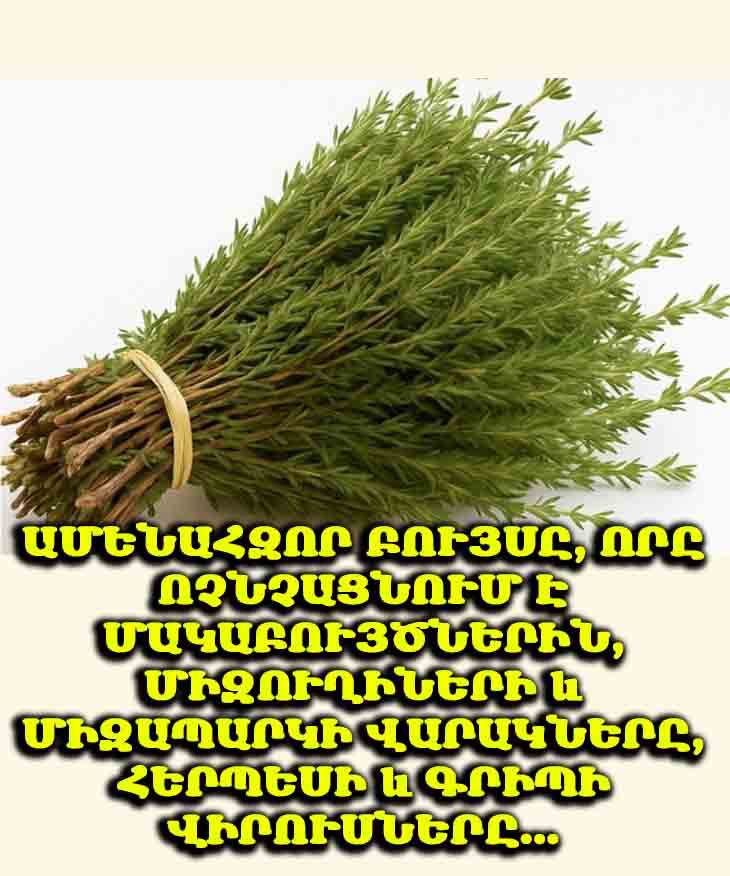 🌿 💪 Առողջության գաղտնիքը. Ինչպես է խնկածաղիկը պայքարում վարակների և մակաբույծների դեմ