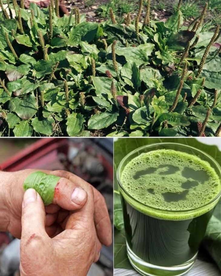 🍃 Բնության հրաշքը ձեր կողքին է․ բացահայտեք լայնաթերթ տատասկախոտի 30 օգտակար հատկությունները, որոնք կարող են փոխել ձեր առողջությունը