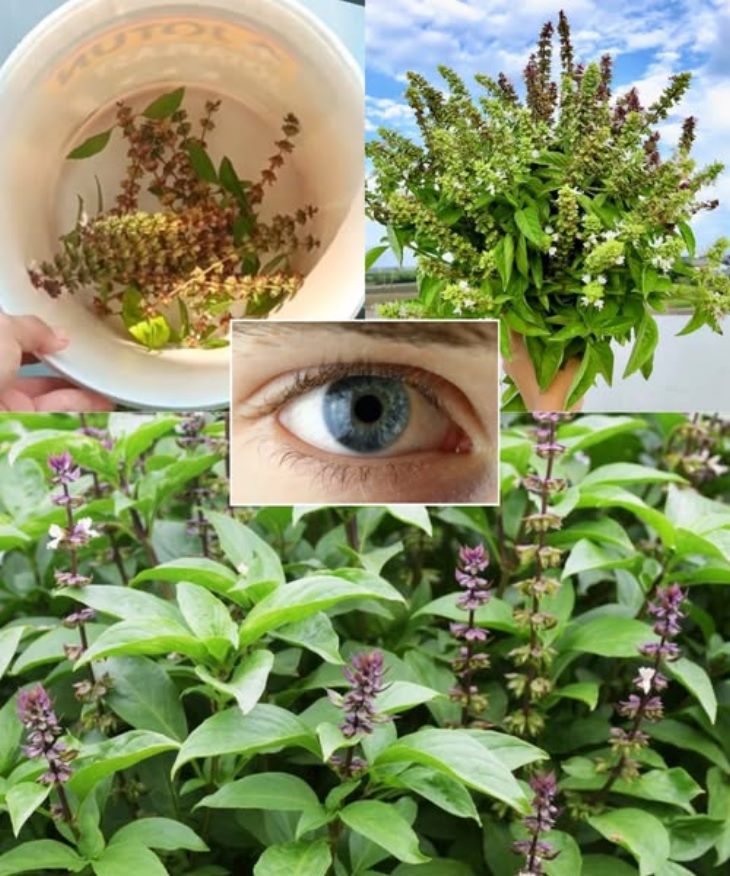 💚 Քչերը գիտեն՝ որքան հզոր կարող է լինել սովորական ռեհանի ըմպելիքը