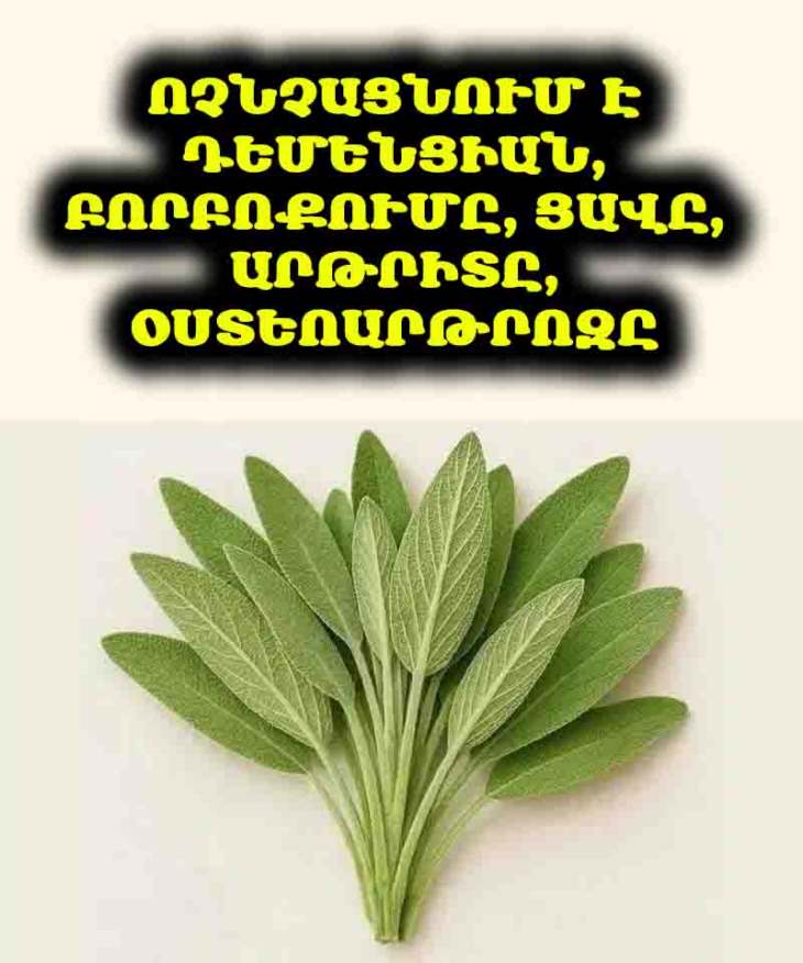 🌿 Շալֆեյ. բույս, որը բուժում է մարմինը, ուրախացնում հոգին և զարդարում այգին