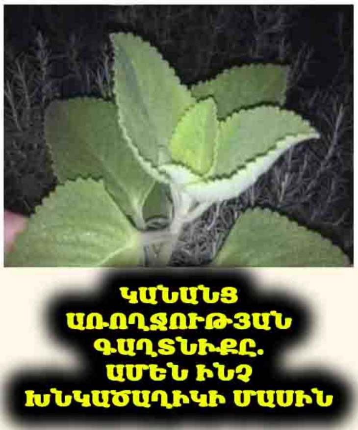🌿 Ձեր տանը թաքնված գանձը՝ Խնկածաղիկը և նրա առողարար հատկությունները