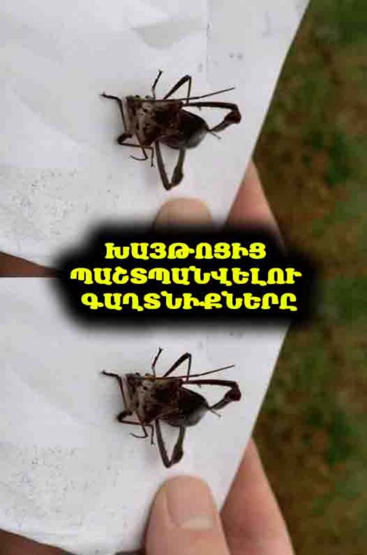 🕷️ Ի՞նչ անել, եթե ձեզ խայթել է բզեզը. Լիարժեք ուղեցույց