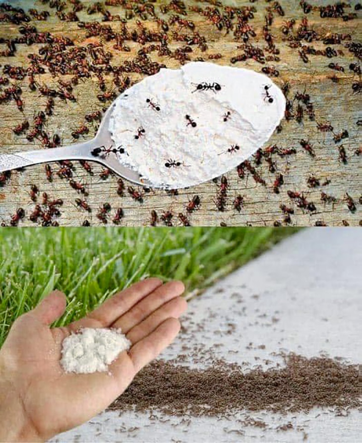 🐜 Շնորհակալություն հարևանիս, ով ինձ փոխանցեց այս խորհուրդը։ Պարզ խորհուրդ՝ տանը մրջյուններից ազատվելու համար