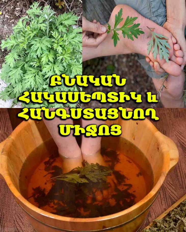 🌿 Այս բույսն ամենուրեք է, բայց քչերը գիտեն նրա բուժիչ հատկությունները.