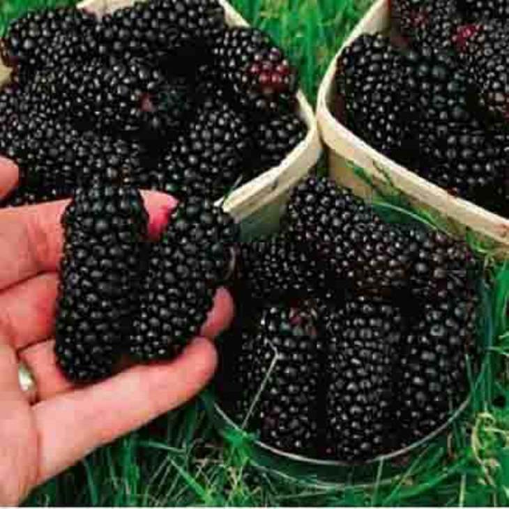 ⚠️🍓 Այս մրգերն օգնում են իջեցնել գլյուկոզայի մակարդակը