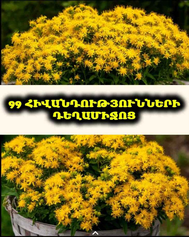 ✨ Գիտեի՞ք, որ գազարախոտը բուժում է գրեթե ամեն ինչ։ Բացահայտե՛ք դրա զարմանալի հատկությունները։