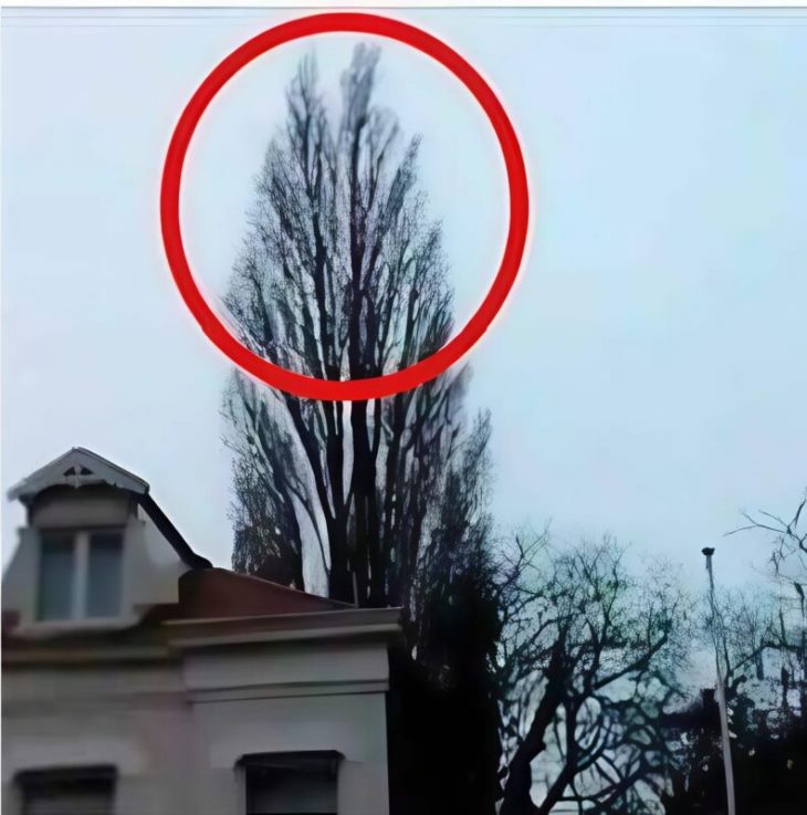 🌳 🤫 Ես պարզապես ցանկանում էի ծառ նկարել… բայց բնությունը ինձ հավերժության մի ակնթարթ պարգևեց։