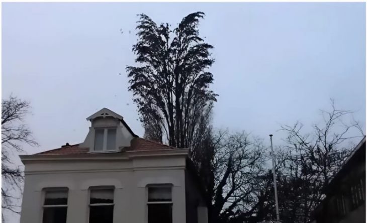 🌳 🤫 Ես պարզապես ցանկանում էի ծառ նկարել… բայց բնությունը ինձ հավերժության մի ակնթարթ պարգևեց։